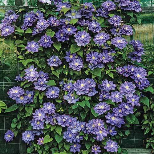 1 buc, Clematis Blue Explosion - Răsaduri: Mod de ambalare: 1 buc