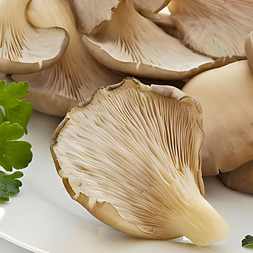1 pac, Pleurotus (Păstrăv de fag) - : Mod de ambalare: 1 pac