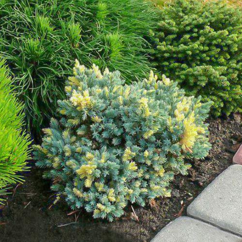 1 buc, Ienupăr squamata Golden Flame - Puieți: Mod de ambalare: 1 buc