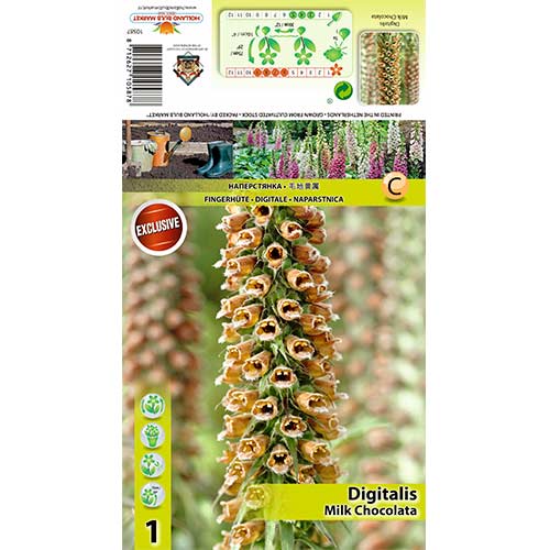 1 buc, Degețel (Digitalis) Milk Chocolate - Bulbi: Mod de ambalare: 1 buc