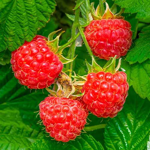 1 saz, Malina Willamette - : Monžstvo balíkov: 1 saz