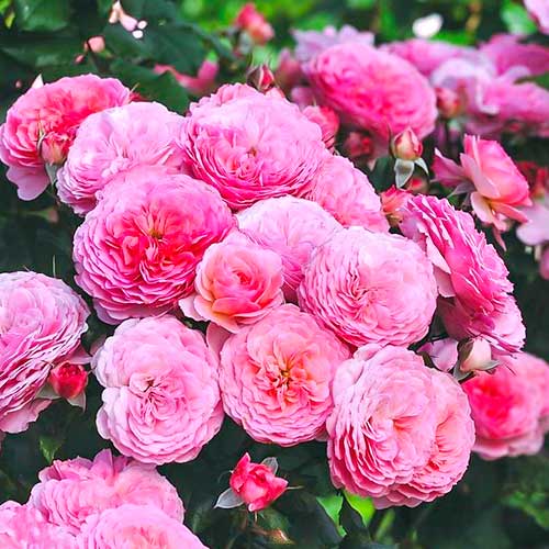 1 saz, Růže floribunda Theo Clevers - : Monžstvo balíkov: 1 saz