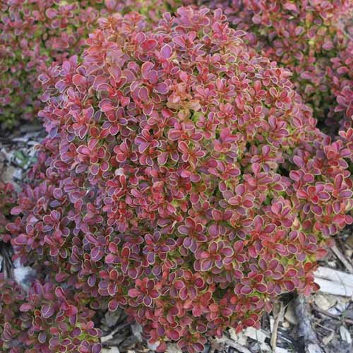 1 db, Borbolya japán Admiration PBR, C2 - Palánták: Mod de ambalare: 1 db