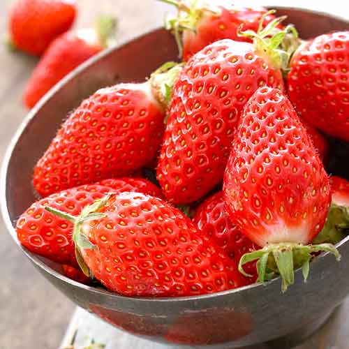 5 Setzling(e), Erdbeeren Gariguette - Setzlinge: Ilość w opakowaniu: 5 Setzling(e)