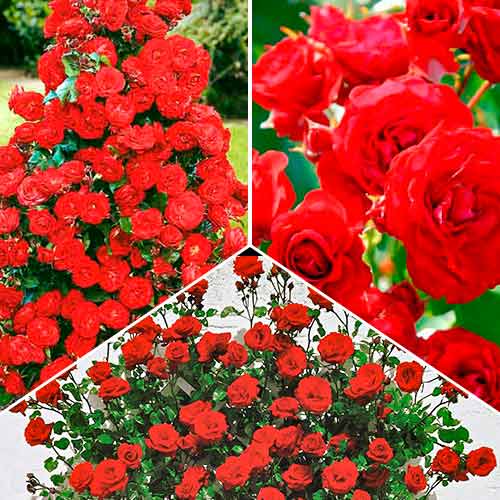 Tolles Angebot! Rosenset Flower Symphony, Setzlinge 3er Set - Setzlinge: Ilość w opakowaniu: 3 Pflanze(n)