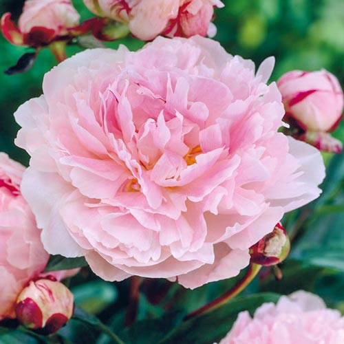 1 Stück, Pfingstrose Taff - Blumenzwiebeln: Ilość w opakowaniu: 1 Stück