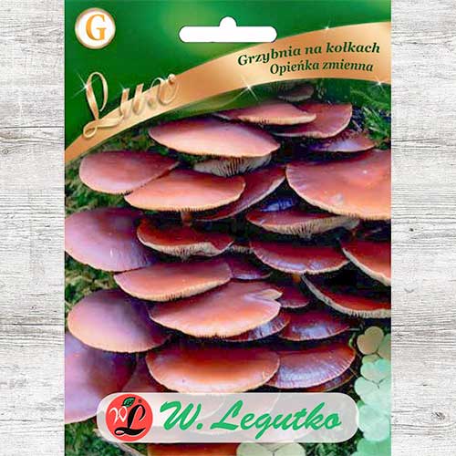 1 szt, Opieńka zmienna - grzybnia na kołkach - Grzybnia: Ilość w opakowaniu: 20 szt