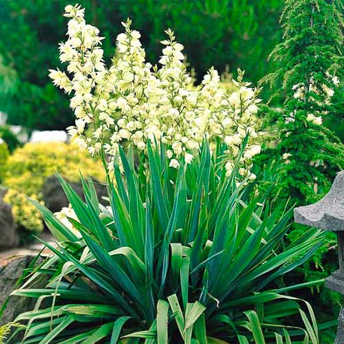 1 sadz, Yucca Filamentosa - Sadzonki: Ilość w opakowaniu: 1 sadz