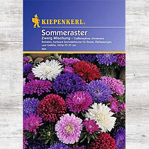 1 szt, Aster chiński, mieszanka kolorów - Nasiona: Ilość w opakowaniu: 1 opak