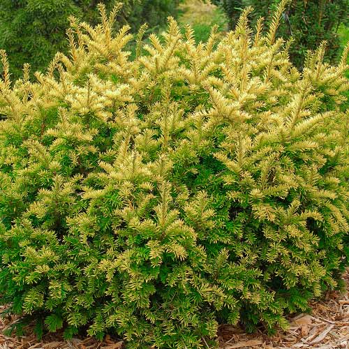 1 sadz, Cis pospolity Summergold - Sadzonki: Ilość w opakowaniu: 1 sadz