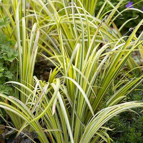1 szt, Tatarak trawiasty Ogon - Sadzonki: Ilość w opakowaniu: 1 sadz