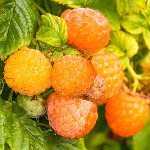 2 buc, Zmeur remontant Fallgold - : Mod de ambalare: 2 buc