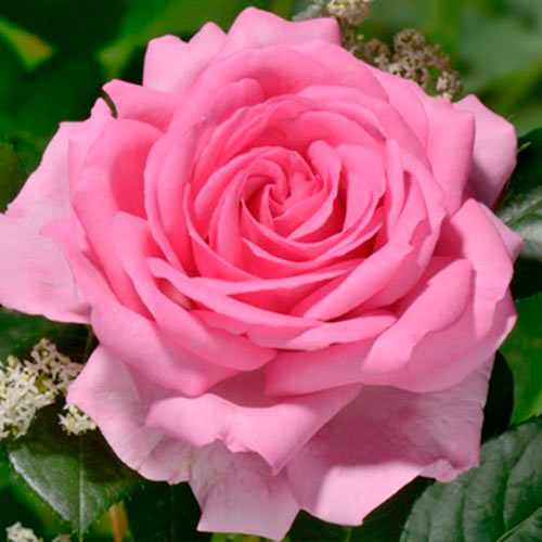 1 buc, Trandafir teahibrid Ghitta - Butași: Mod de ambalare: 1 buc