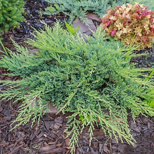 1 saz, Jalovec Prince of Wales - : Monžstvo balíkov: 1 saz