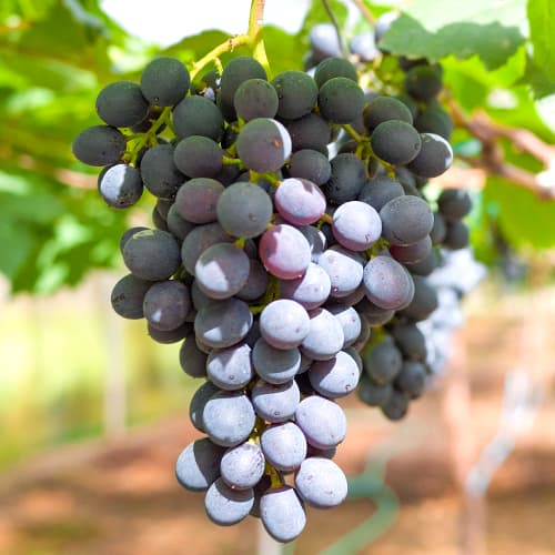 1 db, Szőlő Kodrianka, Р9 - Dugványok: Mod de ambalare: 1 db