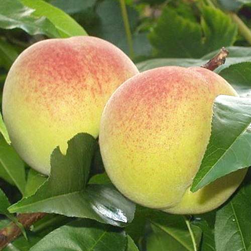 1 Pflanze(n), Pfirsich Green Khaterina - Setzlinge: Ilość w opakowaniu: 1 Pflanze(n)