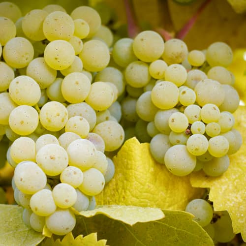 1 Pflanze(n), Weintraube Lilla, Р9 - Setzlinge: Ilość w opakowaniu: 1 Pflanze(n)