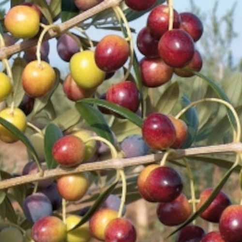 1 Pflanze(n), Olivenbaum (Olive) Arbequina, С2 - Setzlinge: Ilość w opakowaniu: 1 Pflanze(n)