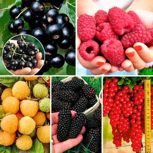 5 sadz, Super oferta! Zestaw krzewów owocowych ''Smak lata'', 5 sadzonek - Sadzonki: Ilość w opakowaniu: 5 sadz