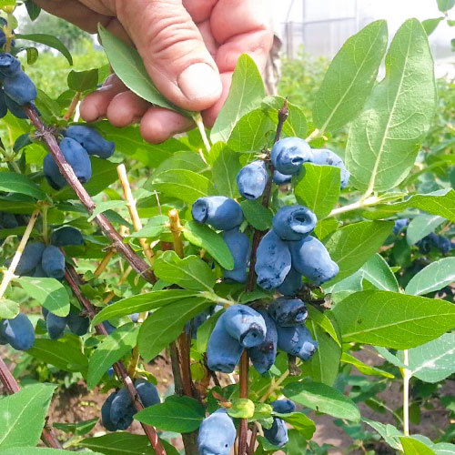 1 buc, Afin siberian (Boabă de miere) Bakczarskaja - Răsaduri: Mod de ambalare: 1 buc