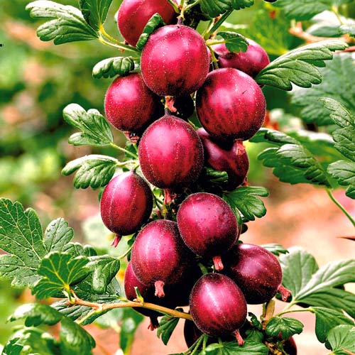 3 buc, Agriș Gigant - : Mod de ambalare: 3 buc