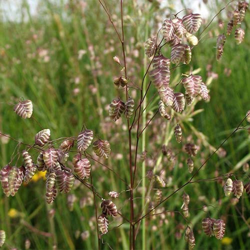 1 buc, Briza media - Răsaduri: Mod de ambalare: 1 buc