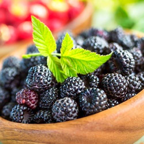 1 buc, Zmeur negru Black Diamond - Butași: Mod de ambalare: 1 buc