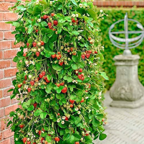 3 kus, Jahoda renovační (velkoplodá) Popínavá - : Monžstvo balíkov: 3 kus