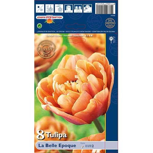 8 db, Tulipán La Belle Epoque - Hagymák: Mod de ambalare: 8 db