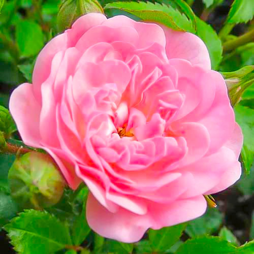 1 Pflanze(n), Großblütige Rose Fairy - Setzlinge: Ilość w opakowaniu: 1 Pflanze(n)