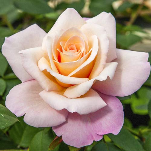 1 Pflanze(n), Großblumige Rose Meilampario - Setzlinge: Ilość w opakowaniu: 1 Pflanze(n)