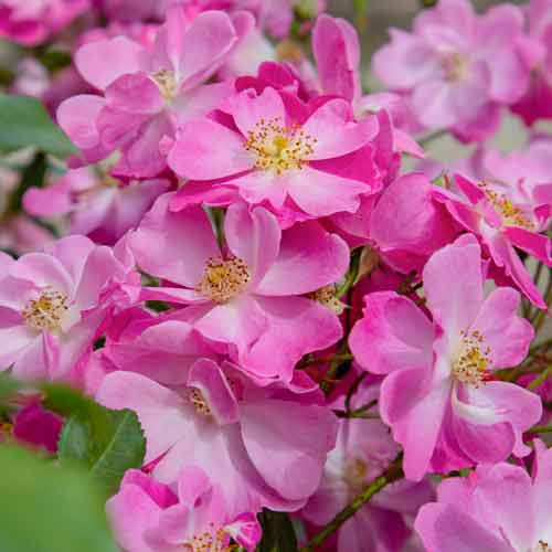 1 Pflanze(n), Großblütige Rose Lavander Dream - Setzlinge: Ilość w opakowaniu: 1 Pflanze(n)