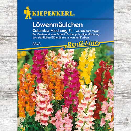 1 szt, Lwia paszcza Columbia - Nasiona: Ilość w opakowaniu: 1 opak