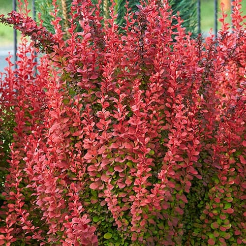 1 sadz, Berberys Thunberga Orange Rocket - Sadzonki: Ilość w opakowaniu: 1 sadz