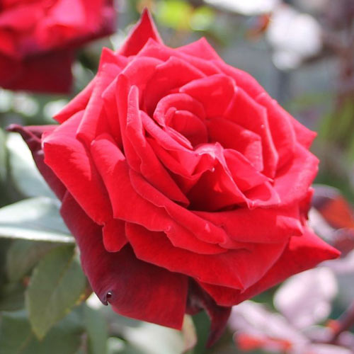 1 sadz, Róża wielkokwiatowa Barkarole - Sadzonki: Ilość w opakowaniu: 1 sadz