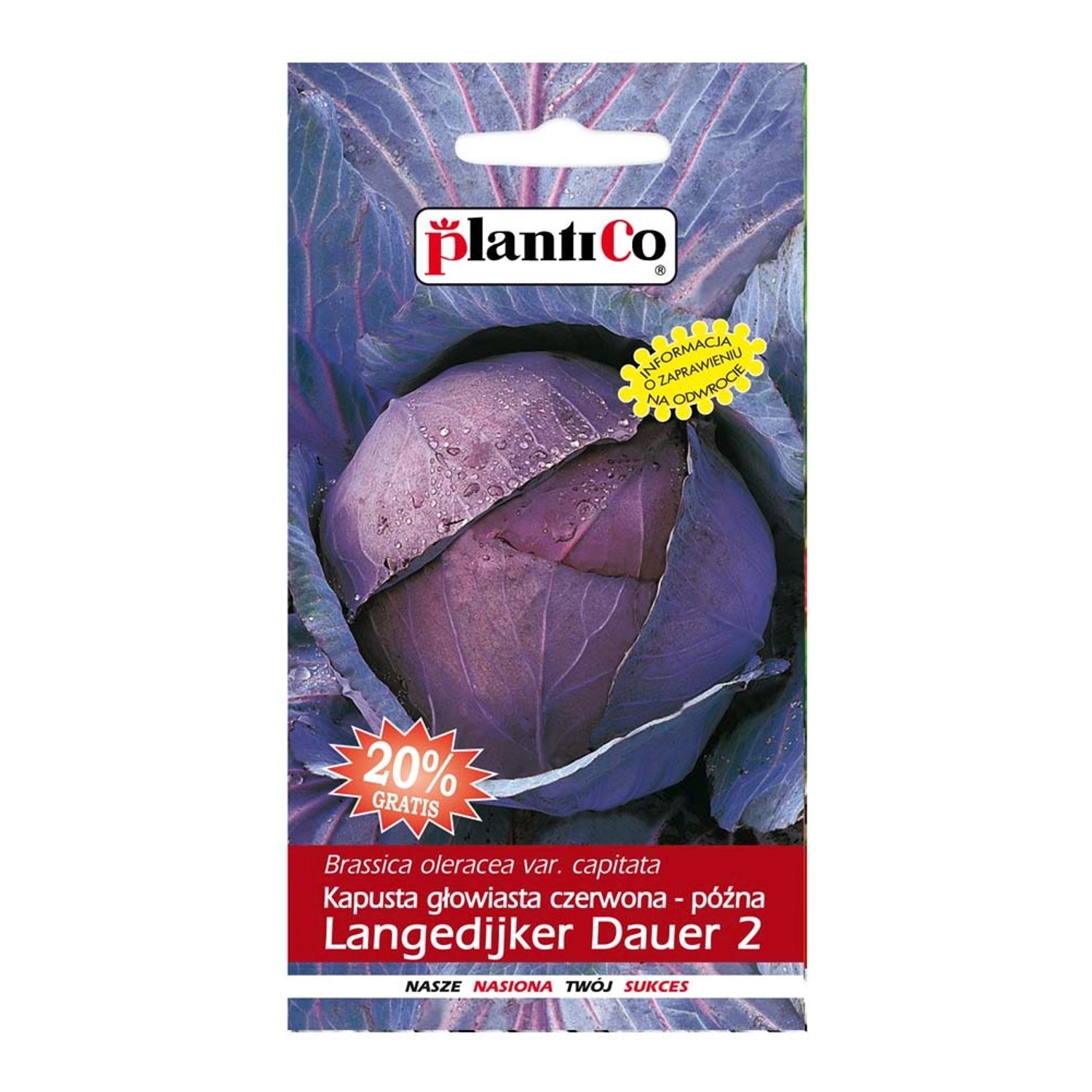 Kapusta głąbiasta czerwona Langedijker