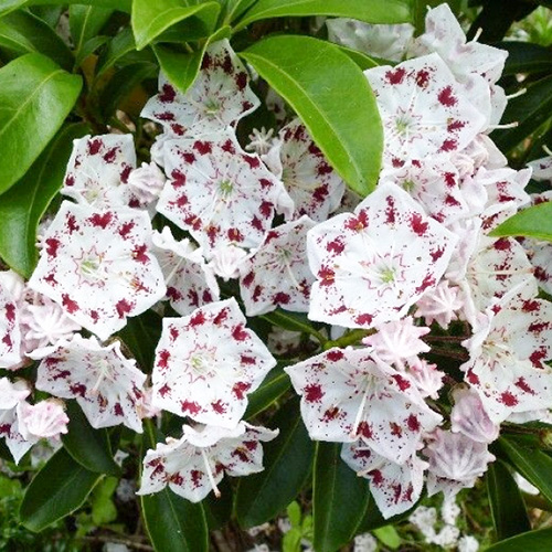 1 buc, Kalmia Radiata - Răsaduri: Mod de ambalare: 1 buc