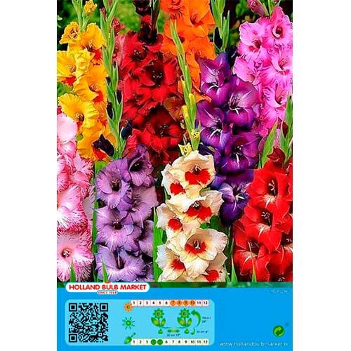 5 buc, Gladiole mix multicolor - Bulbi: Mod de ambalare: 5 buc