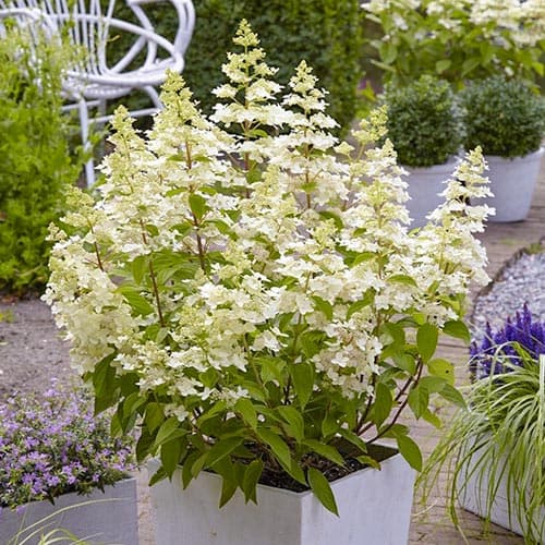 1 buc, Hortensia paniculată Confetti - Răsaduri: Mod de ambalare: 1 buc