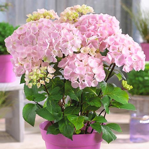 1 buc, Hortensia macrophylla Pink - Răsaduri: Mod de ambalare: 1 buc