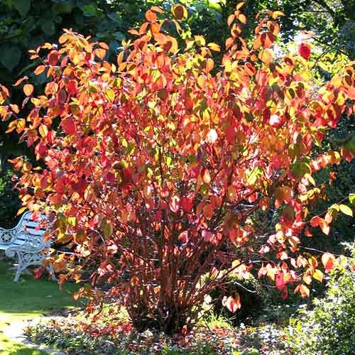 1 buc, Cornus alba Siberian pearls - Răsaduri: Mod de ambalare: 1 buc