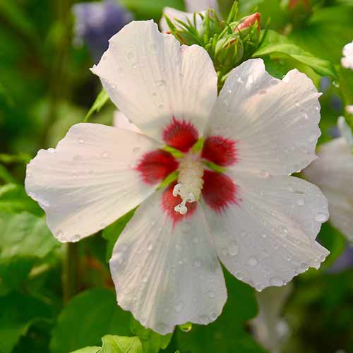 1 saz, Ibišek Mathilde - : Monžstvo balíkov: 1 saz