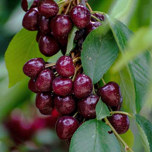 1 szt, Süßkirche (columnar) Samba - Setzlinge: Ilość w opakowaniu: 1 szt