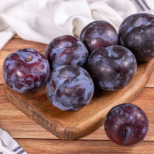 Pflaume Black Star, С2 - Setzlinge: Ilość w opakowaniu: 1 Pflanze(n)