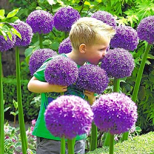 1 Stück, Knoblauch (Lauch) Gladiator - Blumenzwiebeln: Ilość w opakowaniu: 1 Stück