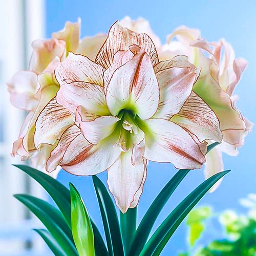 1 Stück, Amaryllis (Ritterstern) Aphrodite - Blumenzwiebeln: Ilość w opakowaniu: 1 Stück