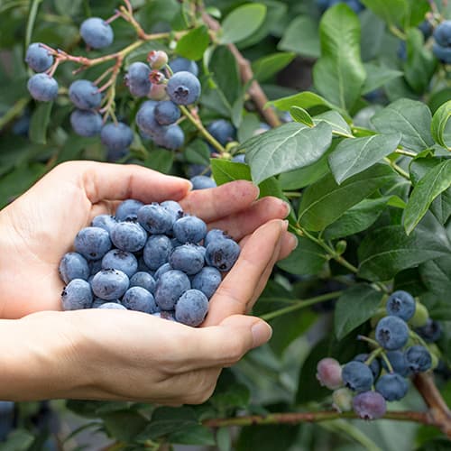 Arándano Eliot, P9 - Plántulas: Ilość w opakowaniu: 1 plantas