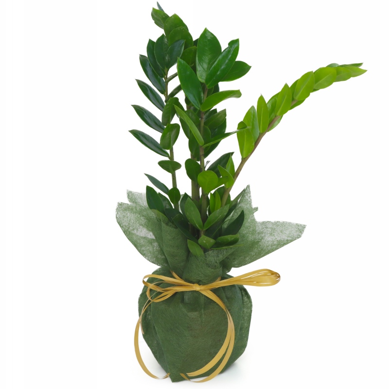 Kwiat doniczkowy Zamioculcas