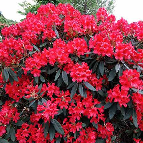 1 sadz, Rhododendron (Różanecznik) Dotella - Sadzonki: Ilość w opakowaniu: 1 sadz