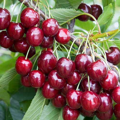 1 sadz, Czereśnia Regina - Sadzonki: Ilość w opakowaniu: 1 sadz